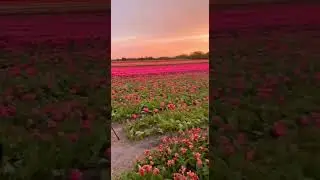Красота тюльпанов и заката 