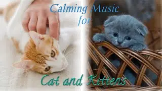 CALMING Music for Restless Anxiety Cat & Kittens•Relaxing Lullaby Music for Cat•Cat Music #catmusic