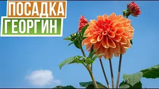 Как посадить георгины за 2 минуты  ☘ Прекрасные георгины в саду