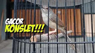 Perawatan Terbaru Untuk Cigun Cepat Ngebren dan Rajin Bunyi