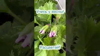 Весна побеждает в любом случае!