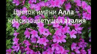Цветок имени Алла – красивоцветущая азалия