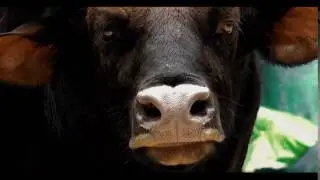 Футаж Корова