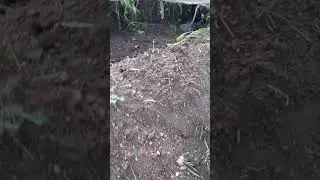 коп металла 2021. #Shorts #КопМеталла