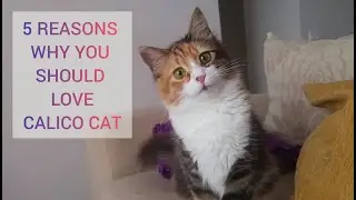 5 REASONS Why You Should Love Calico Cat | You Won't believe in No.2