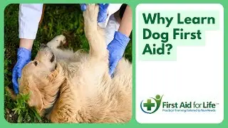 Why learn Dog First Aid as seen on TV