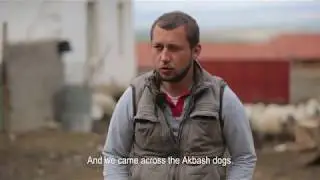 Akbaş Çoban Köpeği Belgeseli ve KIF - Cac Yarışması 2016