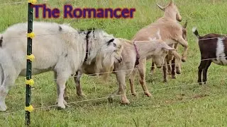 The Love Connection ~ Who's Next?