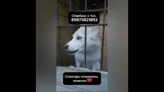 ❗ГОЛОД!!помощи этим собакам почти нет, всем еду закупить не удалось...Умоляем - помогите ...