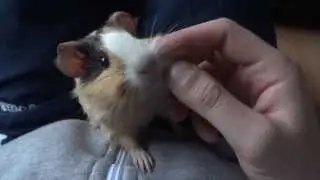 Guinea Pig Bites My Hand