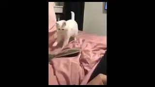 This cat is 1000 ping#short