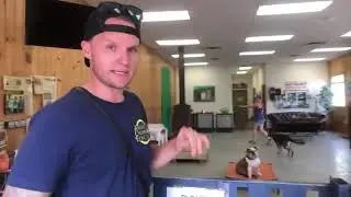How To Train Your Dog To STOP SNAPPING at People & Other Dogs