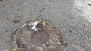 Котик греется