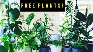 GET FREE INDOOR PLANTS🪴|Money plant | Jade plant | Aloe vera | Cactus plant | All succulent plants