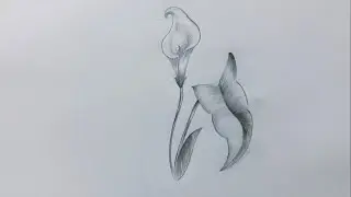How to Draw Calla Lily flower | Step by step and easy