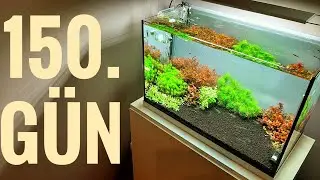 BİTKİLİ AKVARYUM 150. GÜN GELİŞİMİ