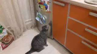 Котяра пытается открыть холодильник.