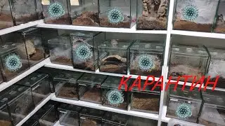 Карантин на ферме пауков птицеедов. Самоизоляция. Сидим дома.