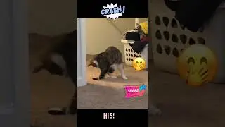 These funny animals will cheer you up for the whole day #1