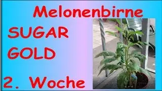 Melonenbirne 