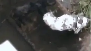 Смешные кошки! Битва не на жизнь а на смерть81!!!