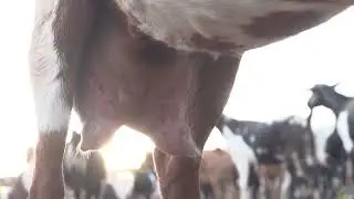 Goats milk is a superior form of nutrition and an excellent source of carbohydrates