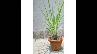 Lemongrass care tips and benefits | Complete care video |
