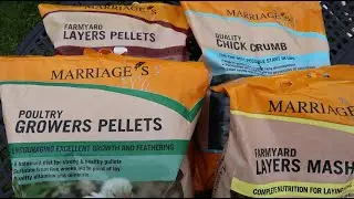 Choosing the Right Feed for Your Chickens