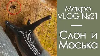 Слон и Моська / МакроVLOG №21 / 07.10.20