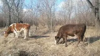 Эти милые и забавные домашние животные попробуйте не улыбаться смотря на этих коровок