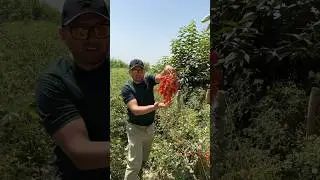 Namangan. Ochiq maydondagi Cherri pomidorlari