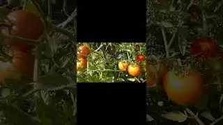 Огородники меня поймут.