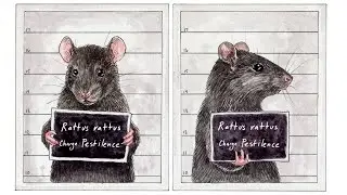 Black Rat Rattus Rattus