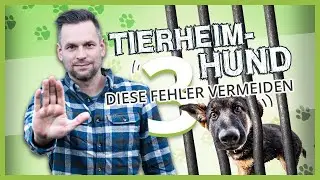 Choosing the right animal dog – Avoid these 3 mistakes!