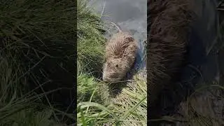 Прогулка , встретили на озере большую нутрию. #подпишисьпожалуйста #врек