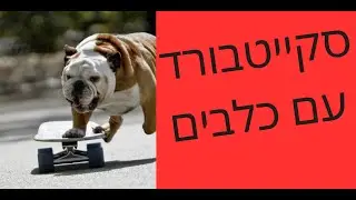 איך ללמד את הכלב לגלוש על סקייטבורד | טריק מורכב | איך ללמד כלב לגלוש | טל שלוש מאלף כלבים ראשי
