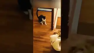 ////@ @#₽5/коте./)ржака////@///ах/