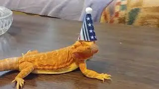 Elphie's First Hatchday!