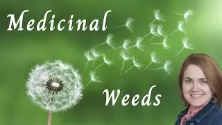 Medicinal Weeds | Part 3 of Medicinal Herbs series