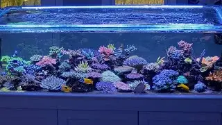ReefBum: Peninsula Tank Live Webcam