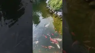 Мои золотые