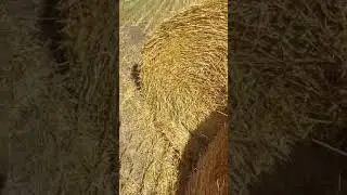 ну вот я и в хопре