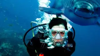 shark attack me while diving (ambulance called)