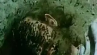 DORSO - ALQUIMIA Y BUSQUEDA