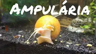 💢{INCRÍVEL} AMPULÁRIA se alimentando.