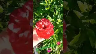 Доброе утро 🌺💞 Пионы ❤️👌