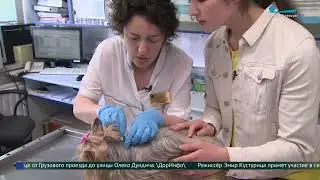 Как уберечь питомца от клещей?