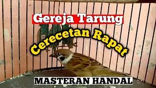 Burung Gereja GACOR nyerecet rapat
