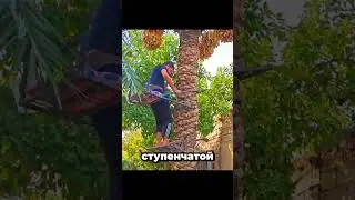 A simple tree climbing device without a rope or ladder