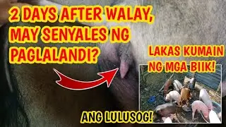 MGA DAPAT GAWIN SA BAGONG WALAY NA INAHIN PARA BILIS LANDI| MANGUNGUMA TV